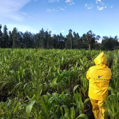 caliverif-inspeccion-productos-procesos